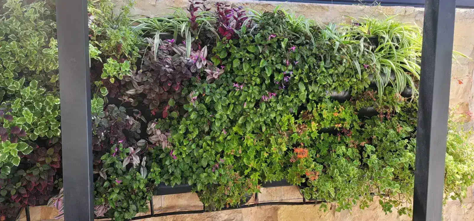 דופן צמחייה עם מגוון מיני צמחים